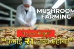 Indoor Mushroom Farming